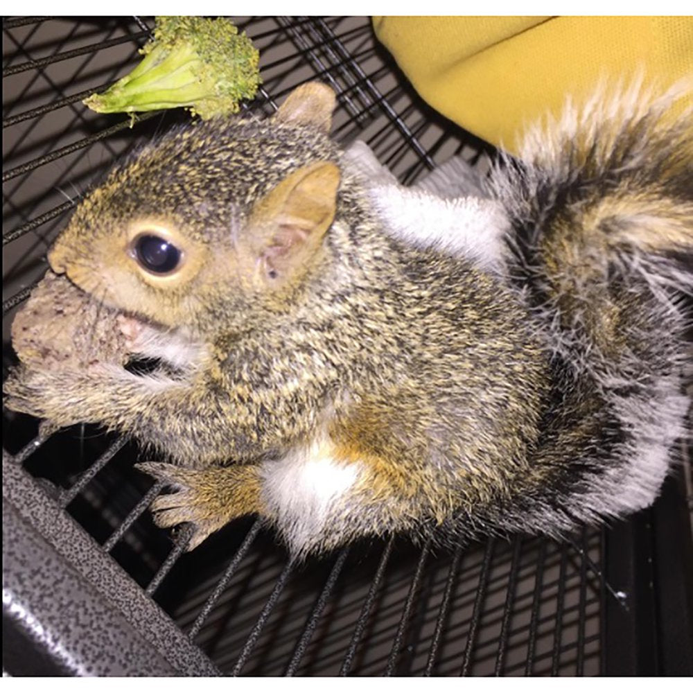 Exotic Nutrition Rodent Blocks 18 Lb. Rodent Food Animals & Pet Supplies > Pet Supplies > Small Animal Supplies > Small Animal Food Exotic Nutrition