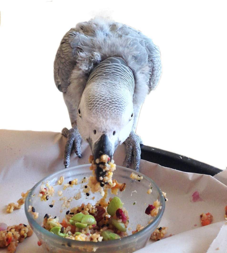 Bird Street Bistro Viva La Veggies Parrot Food Cooks in 3-15 Min Natural Legumes Animals & Pet Supplies > Pet Supplies > Bird Supplies > Bird Food Bird Street Bistro