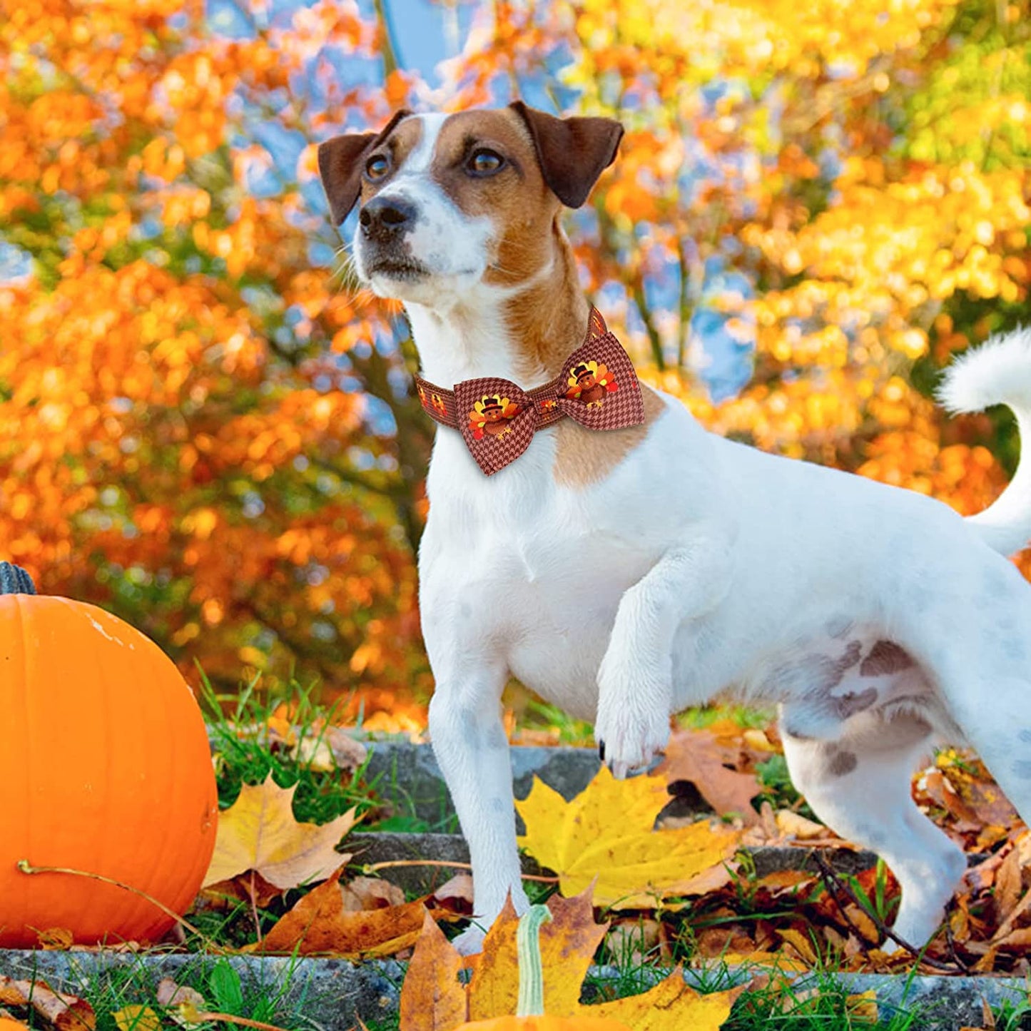Malier Thanksgiving Dog Collar with Bowtie, Turkey Dog Collar Fall Dog Collar for Girl and Boy, Cute Adjustable Dog Collars Puppy Collar for Small Medium Large Dogs (Larger, Turkey-Brown) Animals & Pet Supplies > Pet Supplies > Dog Supplies > Dog Apparel Malier