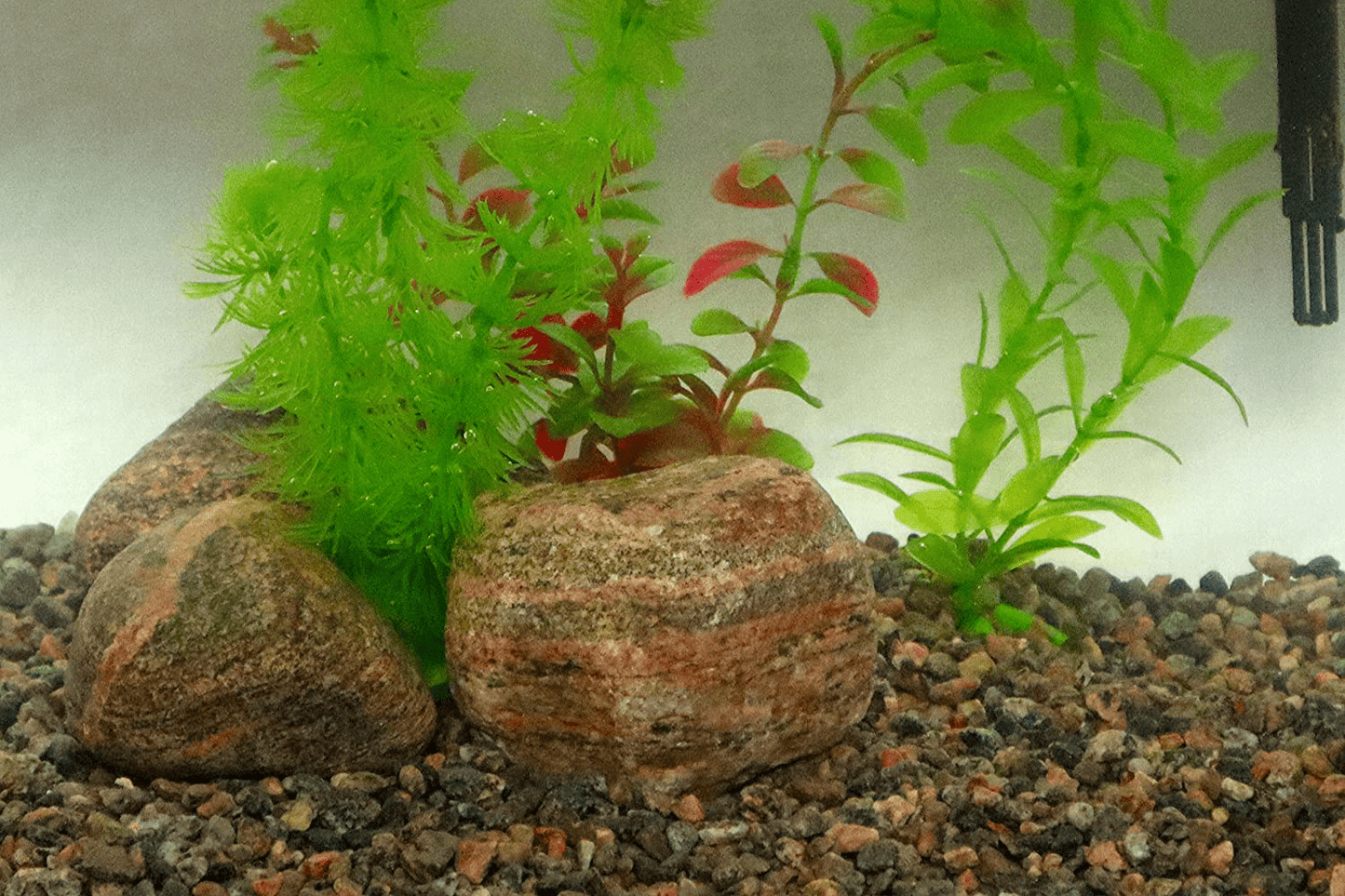 1/4" Granite Mini Pea Gravel, 5Lb Bag - Decorative Natural Granitic Gneiss Gravel for Aquariums, Landscaping, Vase Fillers, Plants, Fairy Gardens, Bonsai. Animals & Pet Supplies > Pet Supplies > Fish Supplies > Aquarium Gravel & Substrates Maynooth Natural Granite