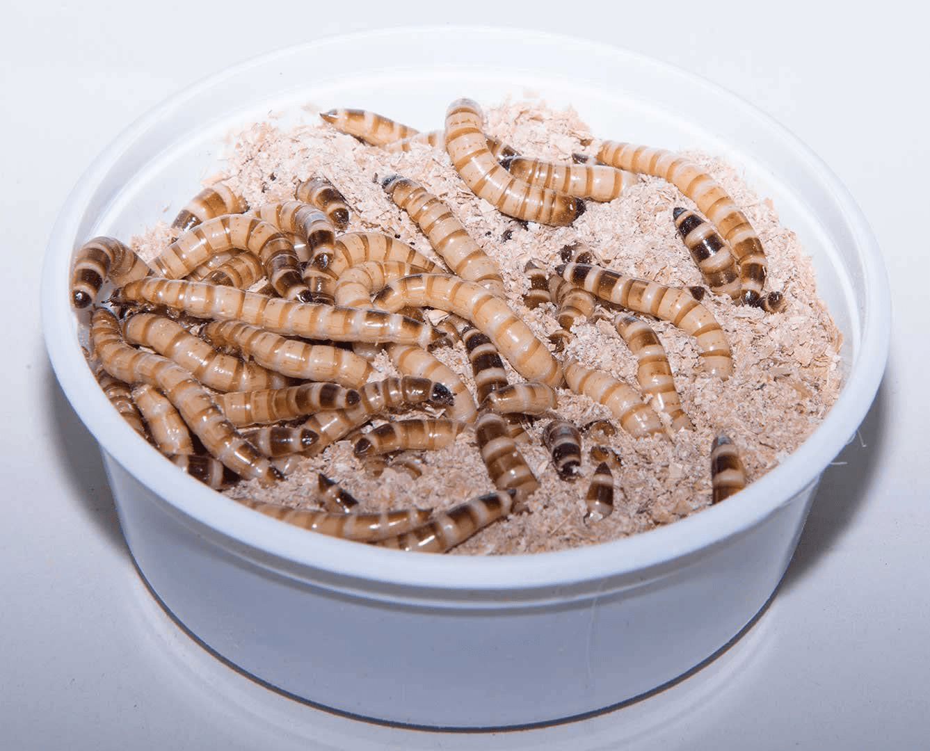 100 - Animal Specialties Brand - Live Superworms Kingworms Animals & Pet Supplies > Pet Supplies > Reptile & Amphibian Supplies > Reptile & Amphibian Food Animal Specialties Superworms