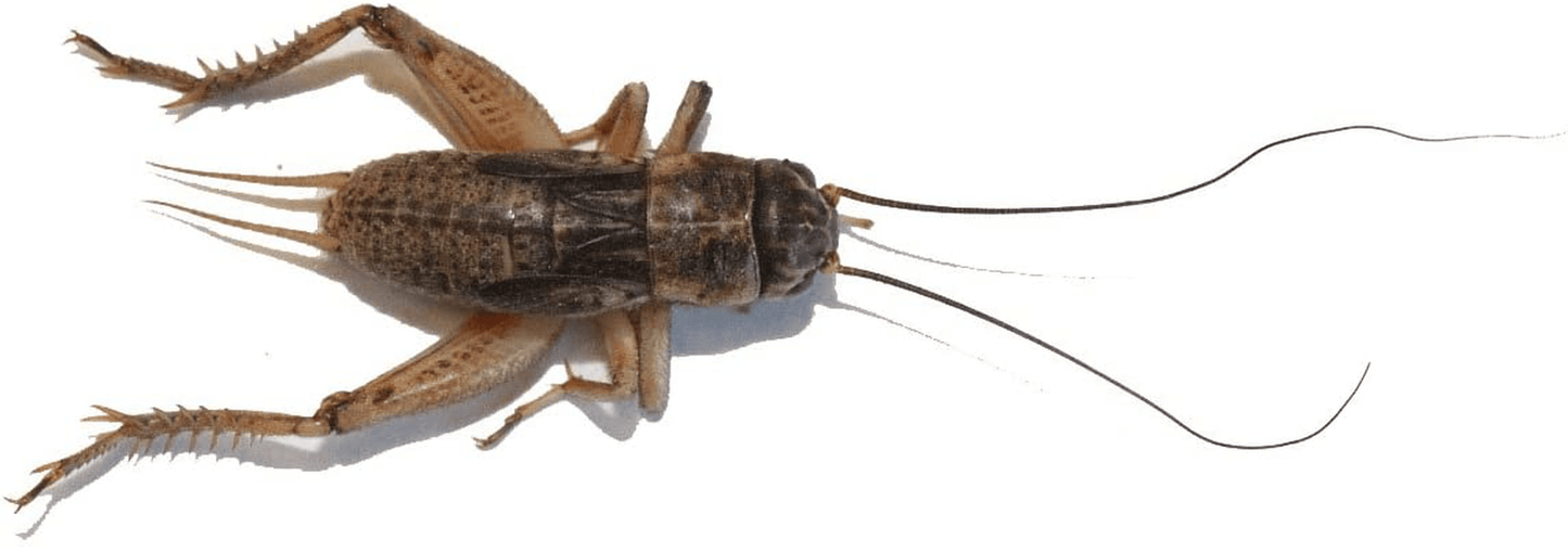 1000 Live Crickets - Medium 1/2" (Banded Cricket) Animals & Pet Supplies > Pet Supplies > Reptile & Amphibian Supplies > Reptile & Amphibian Food BASSETT'S CRICKET RANCH