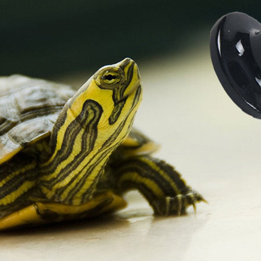 1111Fourone Infrared Ceramic Heat Bulb Reptile Emitter Heating Light Amphibian No Light Pet Coop Brooder Heater Bulb 220V 75W Fourone