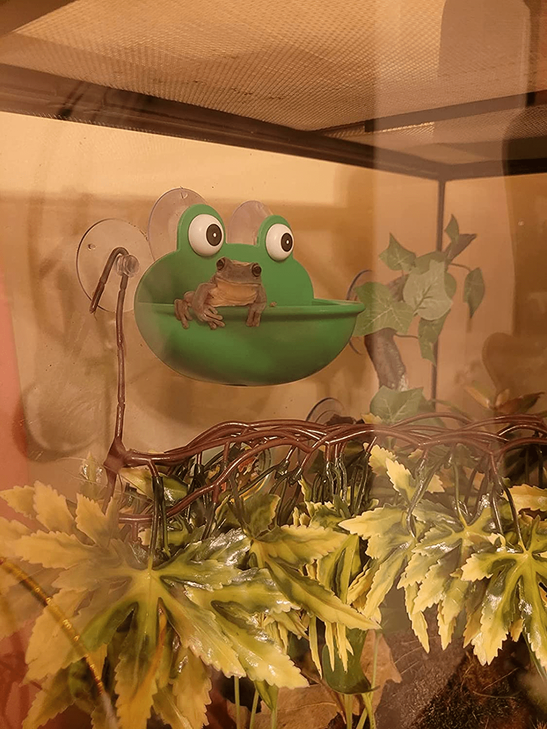 2 Pack Amphibious Aquatic Frog Habitat with Sucker,Cute Aquarium Wall-Mounted Decoration for Frog Toad Lizard Gecko Tortoise and Other Small Aquatic Animals Animals & Pet Supplies > Pet Supplies > Small Animal Supplies > Small Animal Habitat Accessories Aswewamt