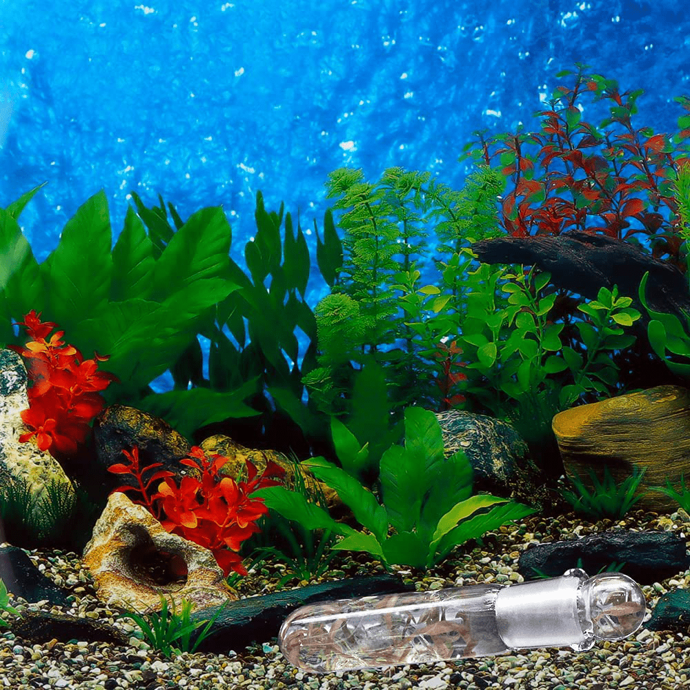 2 Pack Clear Glass Planaria Trap Catch Trap Aquarium Cleaning Supply for Dwarf Shrimp Crystal Red Shrimp Cherry Shrimp (2 Holes) Animals & Pet Supplies > Pet Supplies > Fish Supplies > Aquarium Cleaning Supplies DQITJ   