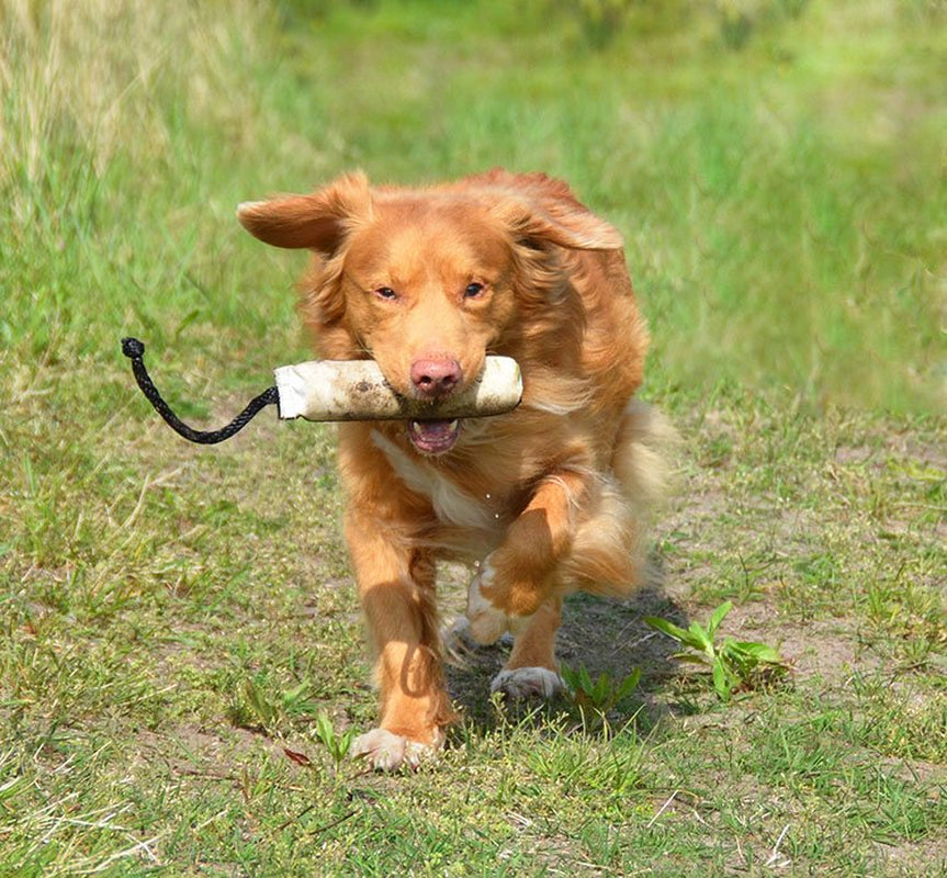 AVERY 2" Canvas Bumper/White (02760) Animals & Pet Supplies > Pet Supplies > Dog Supplies > Dog Treadmills Avery