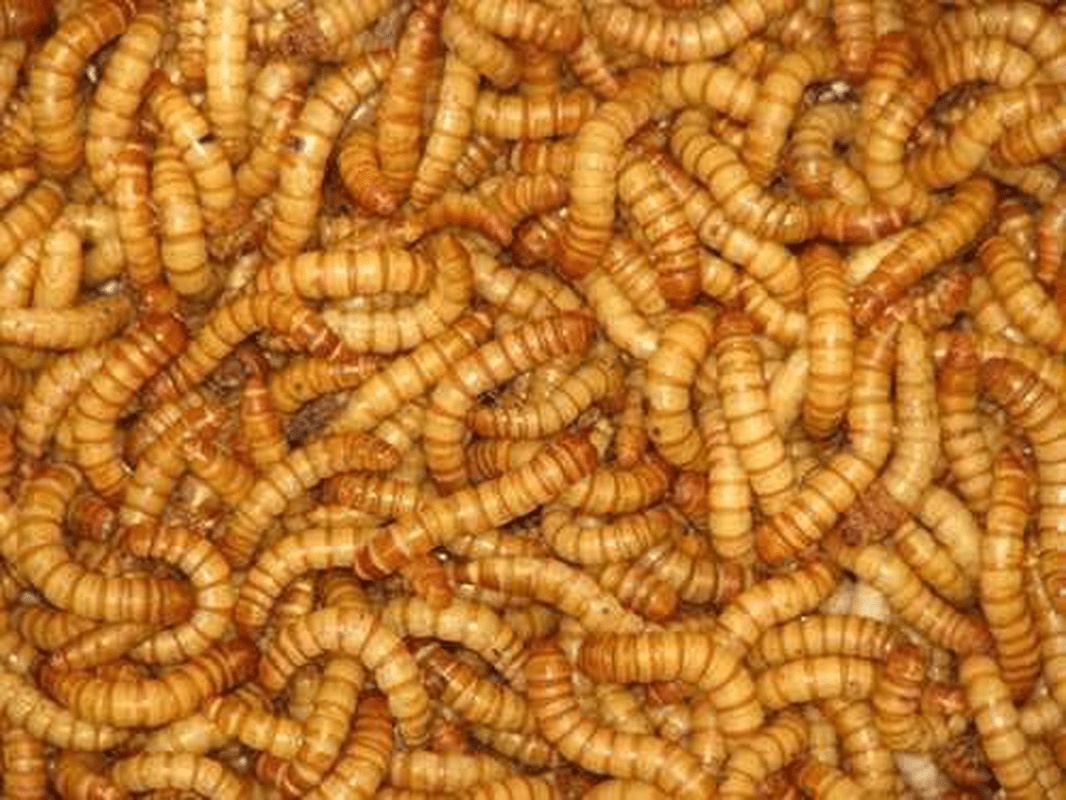 250 Live Mealworms LARGE! Animals & Pet Supplies > Pet Supplies > Reptile & Amphibian Supplies > Reptile & Amphibian Substrates BASSETT'S CRICKET RANCH