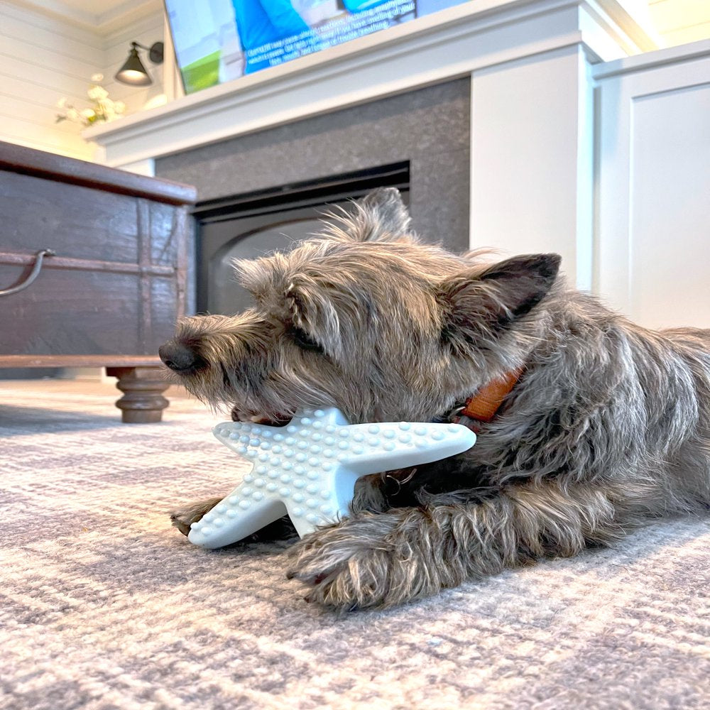 Vibrant Life Starfish Tough Buddy Recycled Chew Toy, Medium Animals & Pet Supplies > Pet Supplies > Dog Supplies > Dog Toys Vibrant Life