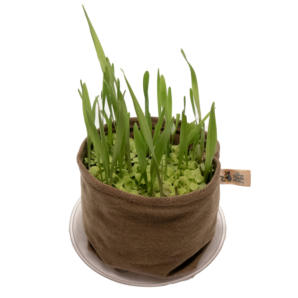 Organic Cat Grass Kit (Cat Salad) Organic Greens, Eco-Friendly, Brand: the Rude Kitty Animals & Pet Supplies > Pet Supplies > Cat Supplies > Cat Treats The Rude Kitty