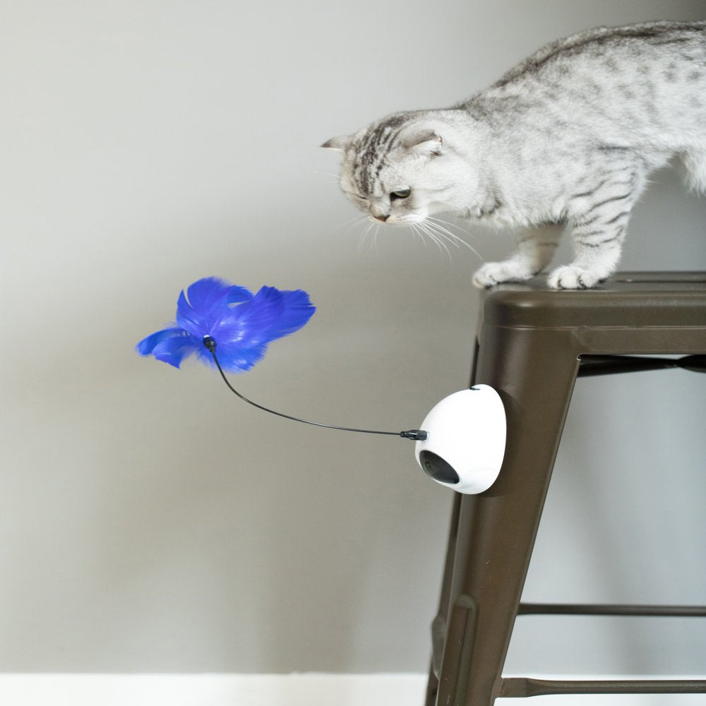 Interactive 2-In-1 Spring Feather and Laser Light Chaser Cat Toy Animals & Pet Supplies > Pet Supplies > Cat Supplies > Cat Toys Quickway Imports