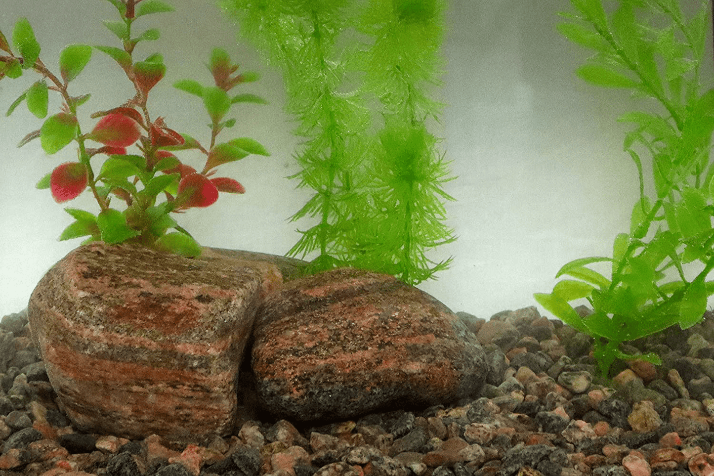 3/8" Granite Pea Gravel, 5Lb Bag - Decorative Natural Granitic Gneiss Gravel for Aquariums, Landscaping, Vase Fillers, Plants, Fairy Gardens, Bonsai. Animals & Pet Supplies > Pet Supplies > Fish Supplies > Aquarium Gravel & Substrates Maynooth Natural Granite