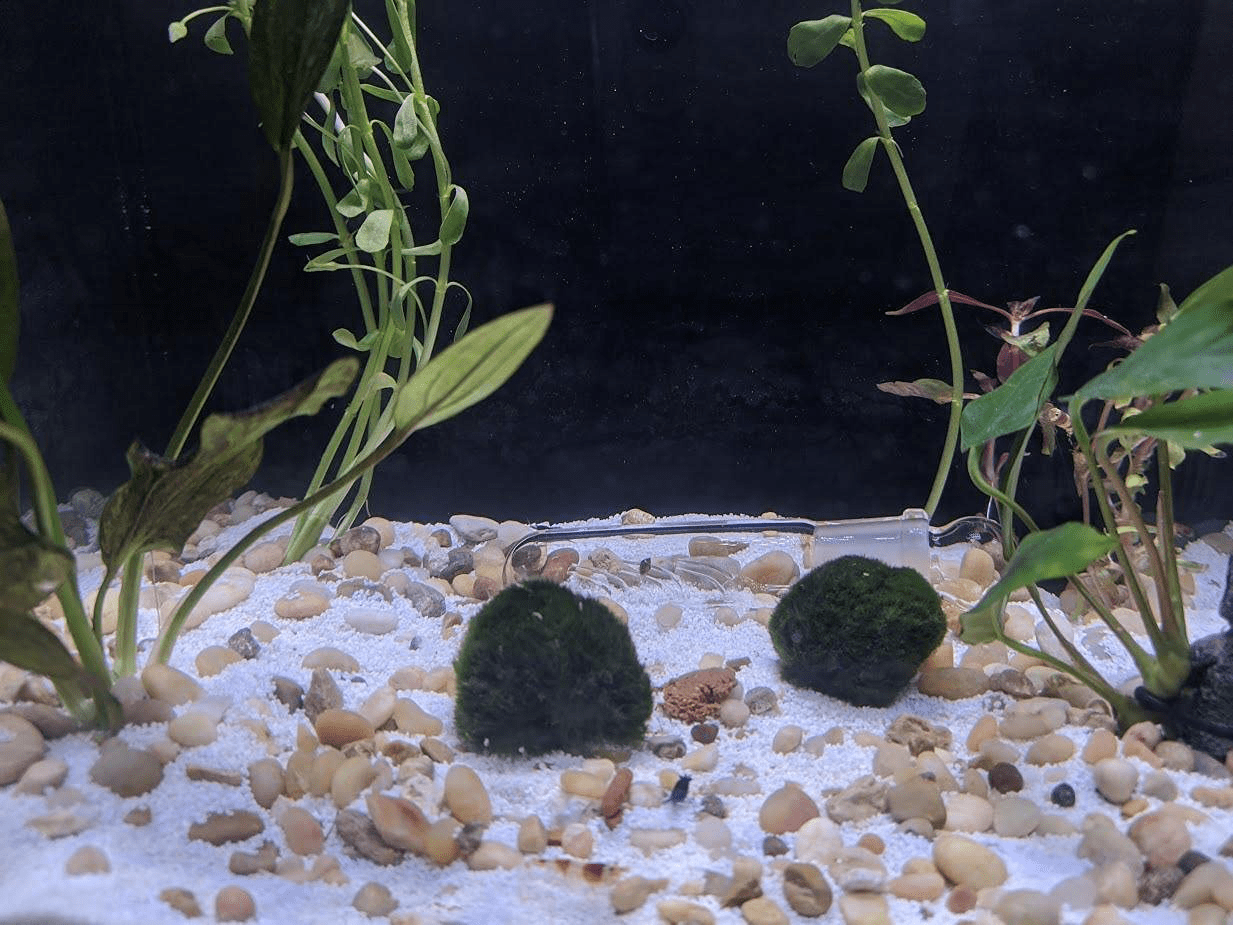 3 Holes Planaria Aquarium Trap Leeches Catcher 2 Pieces for Cherry Shrimp Crystal Red Shrimp Dwarf Shrimp Fish Tank Supplies Animals & Pet Supplies > Pet Supplies > Fish Supplies > Aquarium Fish Nets Cunguv