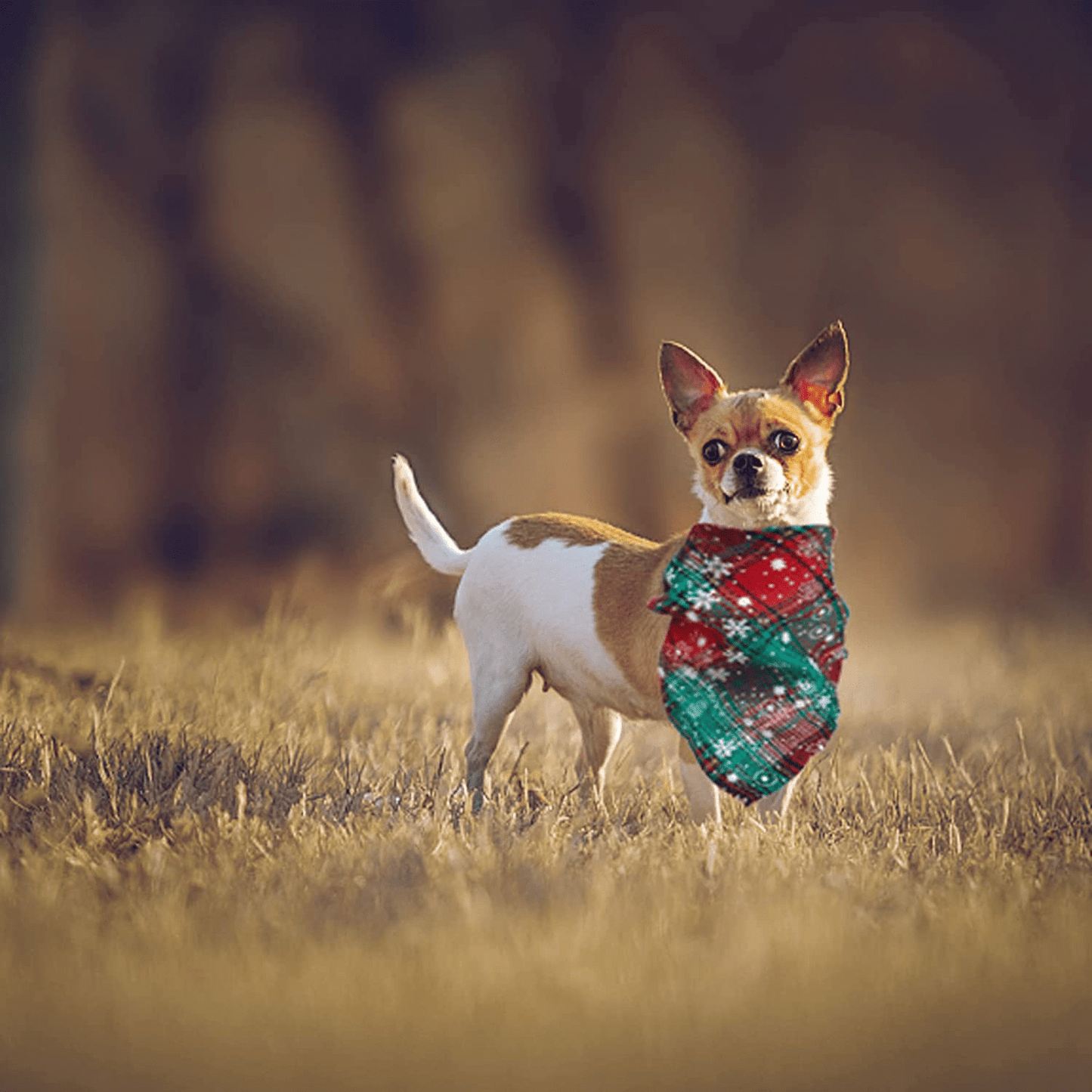 3 Pieces Dog Bandana Christmas Pet Scarf Xmas Buffalo Plaid Snowflake Triangle Bibs Kerchief Set Pet Costume Accessories Decoration for Mini Pets Dogs Cats Animals & Pet Supplies > Pet Supplies > Cat Supplies > Cat Apparel Phedrew