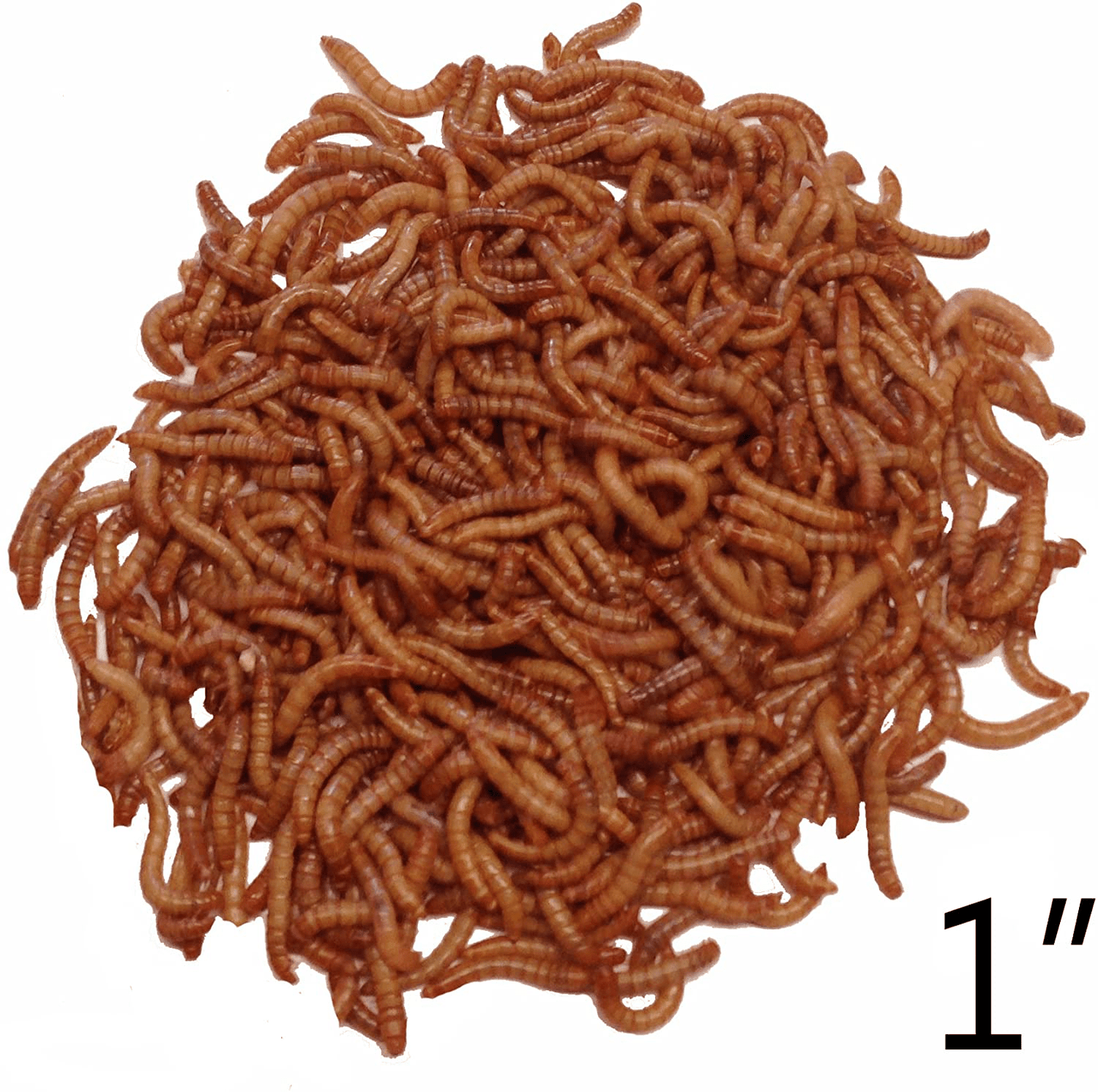 3000 Live Mealworms, Reptile, Birds, Chickens, Fish Food (Large) by Dbdpet | Live Arrival Is Guaranteed Animals & Pet Supplies > Pet Supplies > Reptile & Amphibian Supplies > Reptile & Amphibian Food DBDPet