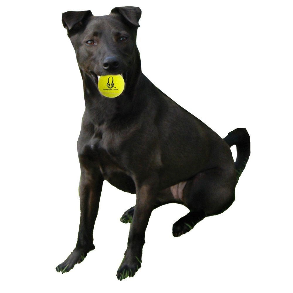 Hyperdog Tennis Balls Dog Fetch Toys, Orange, 4 Count Animals & Pet Supplies > Pet Supplies > Dog Supplies > Dog Toys HYPER PET PRODUCTS