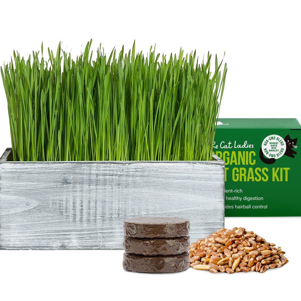 The Cat Ladies Organic Cat Grass Growing Kit with Black Wooden Planter Animals & Pet Supplies > Pet Supplies > Cat Supplies > Cat Treats The Cat Ladies White