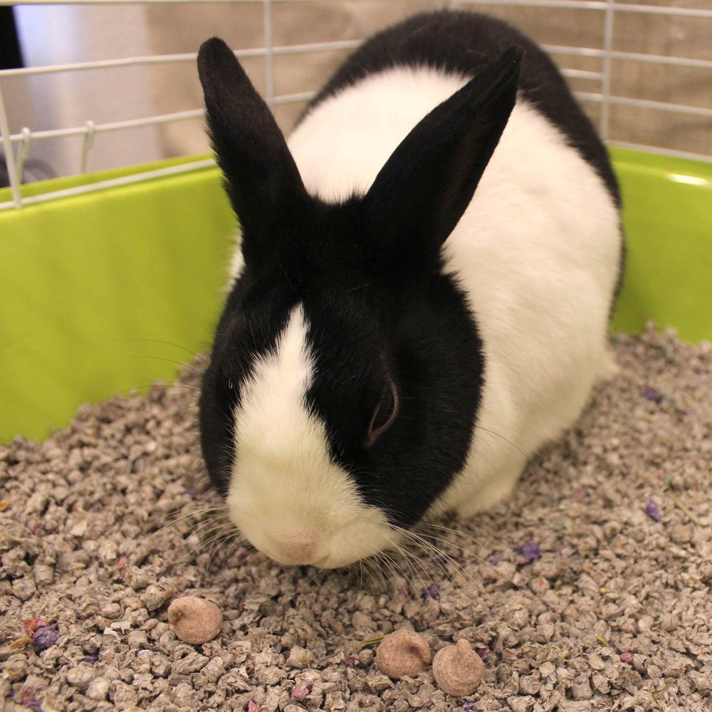 Vitakraft Drops Rabbit Treat - Wild Berry - Yogurt Treats for Rabbits Animals & Pet Supplies > Pet Supplies > Small Animal Supplies > Small Animal Treats Vitakraft Sun Seed