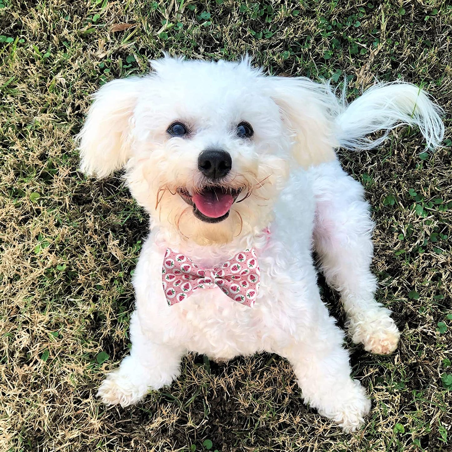 Wondrella Strawberry Printed Leather Dog Collar, Adorable Dog Collar with Bow, Adjustable Leather Dog Collar Bow Tie with Metal Buckle for Small Medium Large and Boy Girl Dogs M Animals & Pet Supplies > Pet Supplies > Dog Supplies > Dog Apparel Wondrella