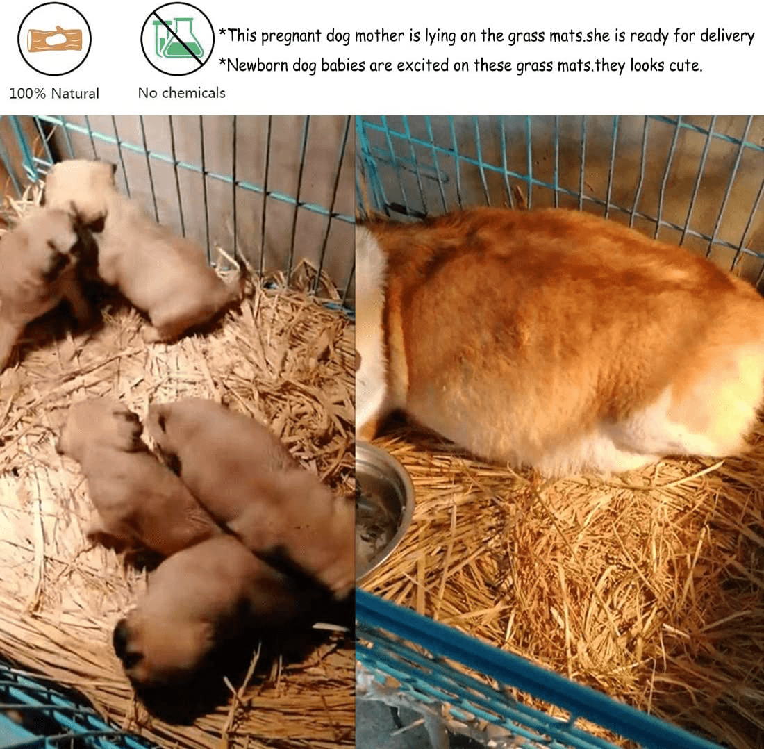 3PCS Grass Mat Woven Bed Mat for Small Animal Bedding Nest 2PCS Bunny Chew Toys for Teeth Grinding,Chinchilla Treats Organic Fruitwood Chewing Sticks with Grass Cake Pet Snacks for Rodent Pets Rats Animals & Pet Supplies > Pet Supplies > Small Animal Supplies > Small Animal Bedding Hamiledyi