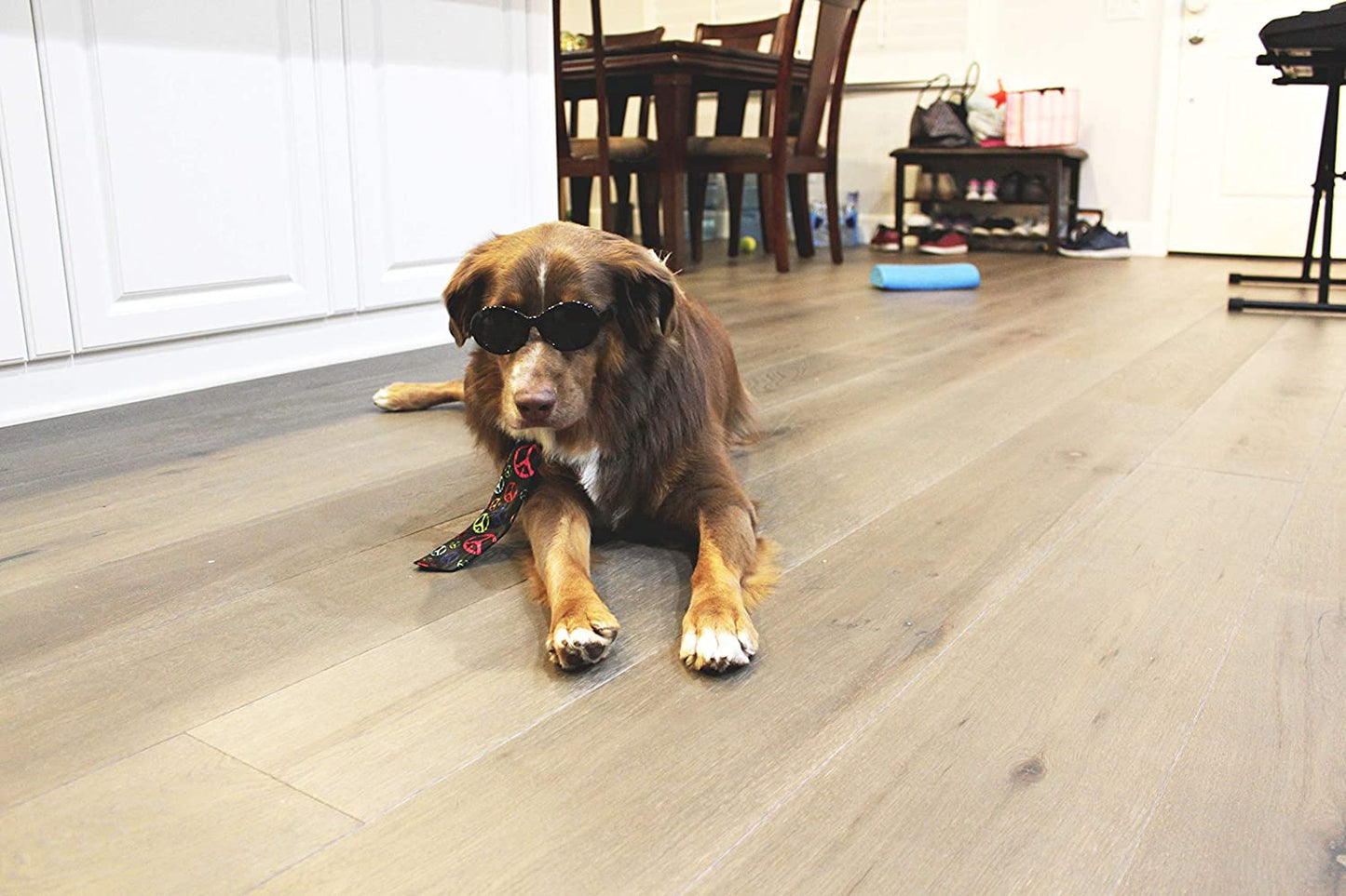 G009 Dog Pet Costume Prop Oval Sunglasses Medium Breeds 20Lbs-40Lbs (Black) Animals & Pet Supplies > Pet Supplies > Dog Supplies > Dog Apparel Style Vault