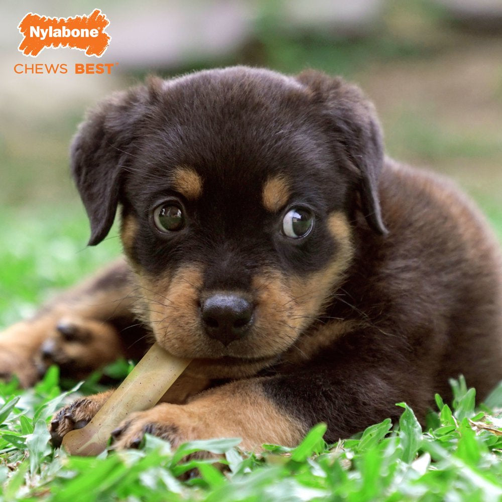 Nylabone Puppy Chew Combo Pack - up to 15 Lbs. Animals & Pet Supplies > Pet Supplies > Dog Supplies > Dog Toys Central Garden and Pet