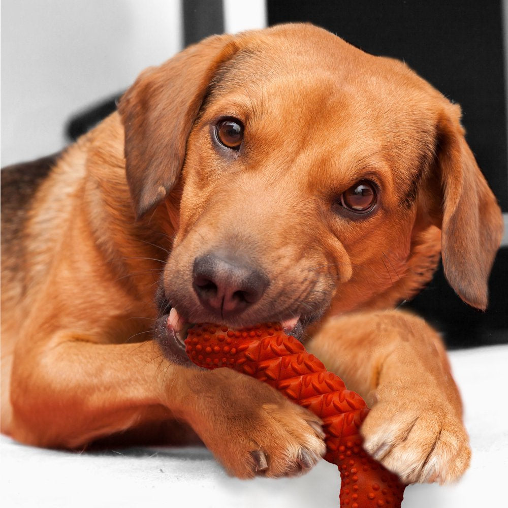 Nylabone Daily Dental Rubber Braid Bone for Dogs - up to 35 Lbs. Animals & Pet Supplies > Pet Supplies > Dog Supplies > Dog Toys Central Garden and Pet