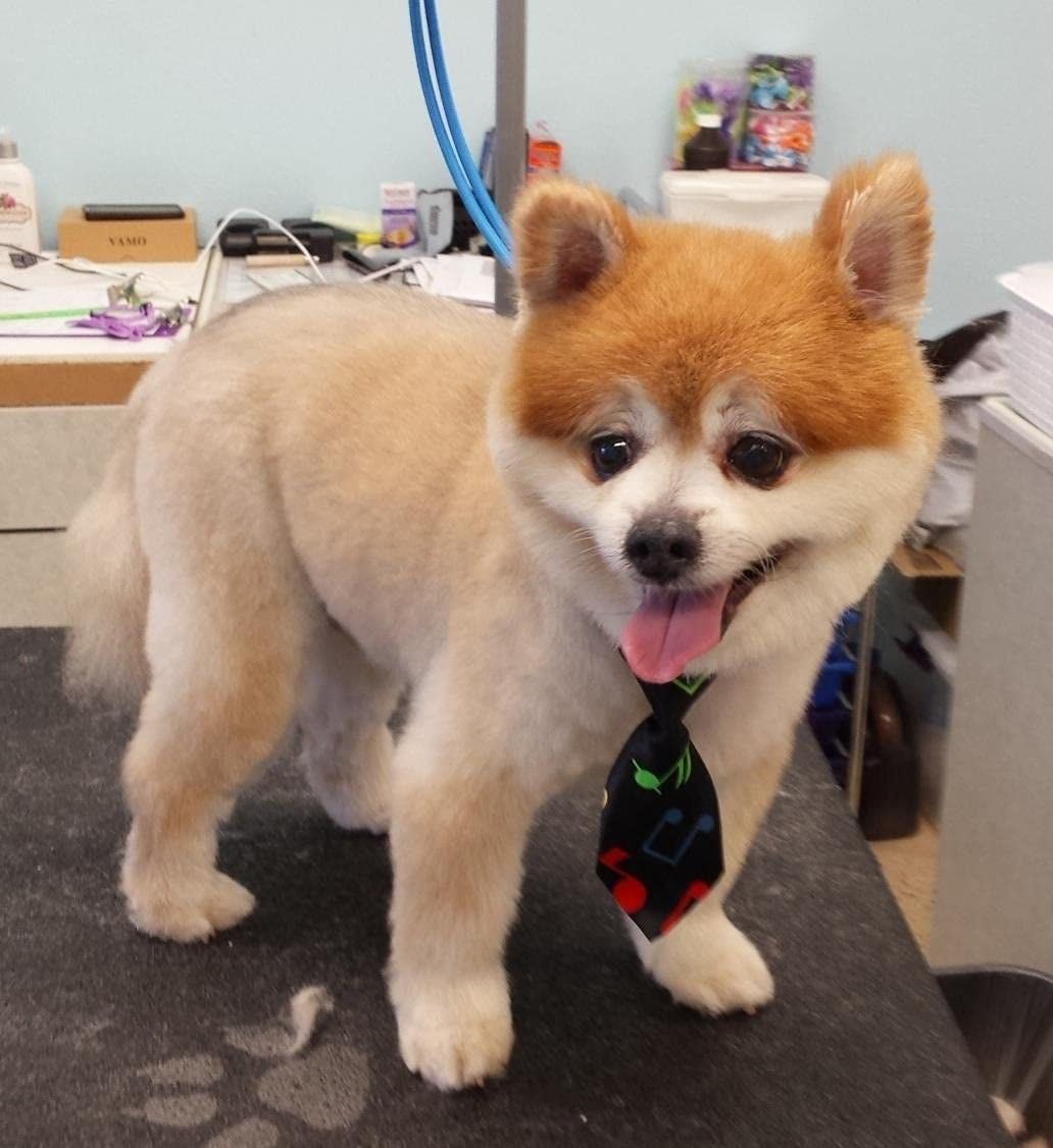 Jpgdn 40PCS Dog Neck Ties Dog Ties Adjustable Doggy Neckties Bulk for Small Medium Puppy Bulk Pet Ties Grooming Accessories for Girl Boy Cat Kitten Summer Valentines Holiday Birthday Wedding Costumes Animals & Pet Supplies > Pet Supplies > Dog Supplies > Dog Apparel JpGdn