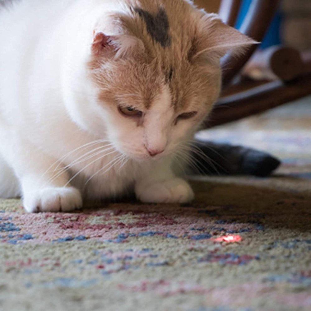 Toys for Kitten Indoor Playing, Cat Toy for Kitten & Dogs, Pack of 3 Animals & Pet Supplies > Pet Supplies > Cat Supplies > Cat Toys Namato