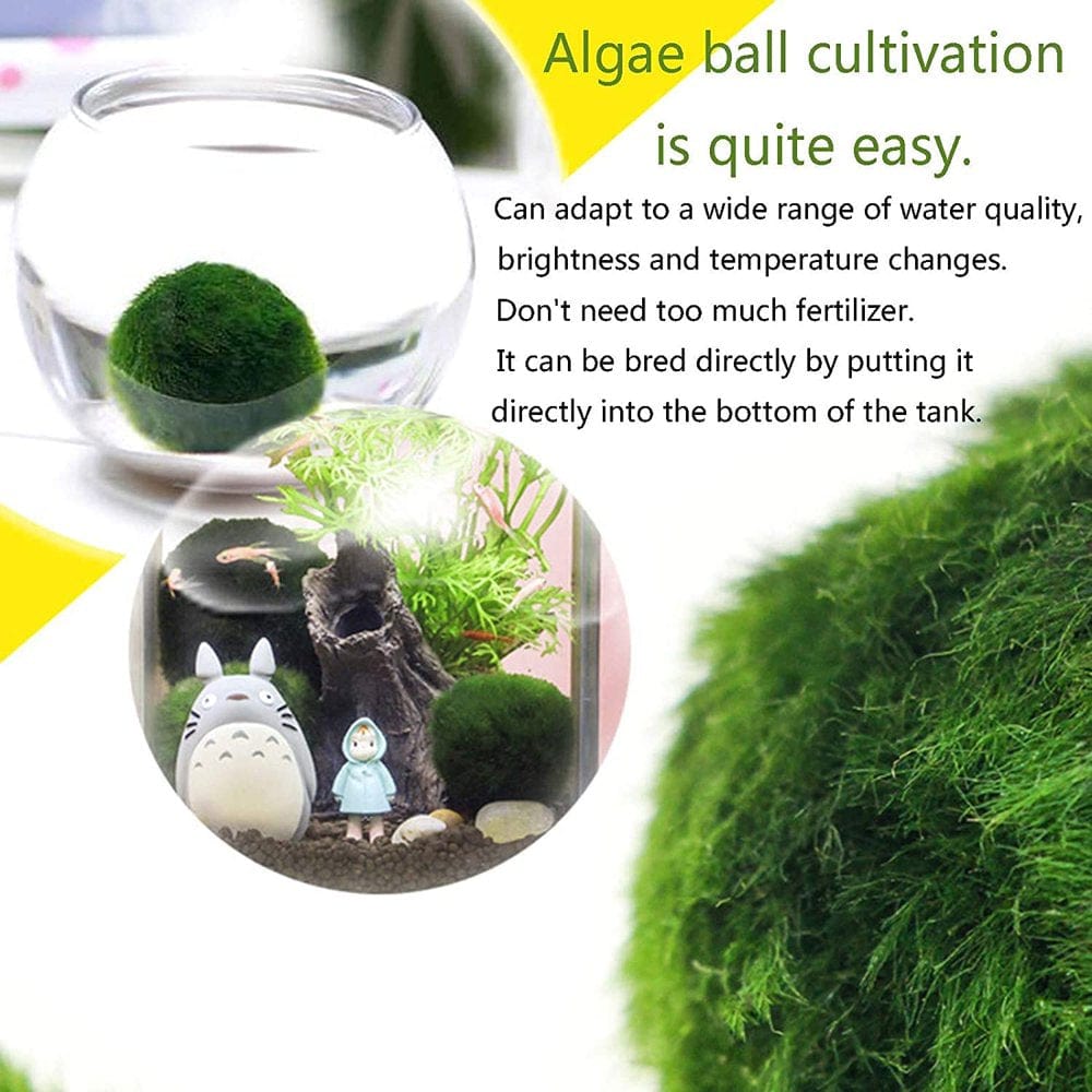 4PCS Aquarium Moss Balls,Live Aquarium Plants Green Moss Decorative Ball for Fish Tank Ornaments Freshwater Terrarium Moss Decoration Animals & Pet Supplies > Pet Supplies > Fish Supplies > Aquarium Decor Namotu
