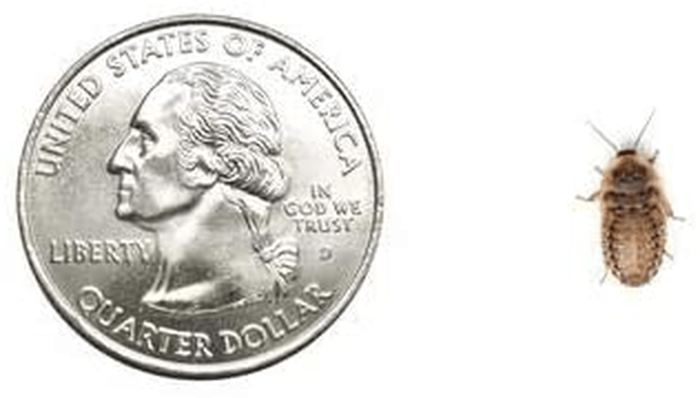 50 Small Dubia Roaches Animals & Pet Supplies > Pet Supplies > Reptile & Amphibian Supplies > Reptile & Amphibian Food DubiaRoaches.com