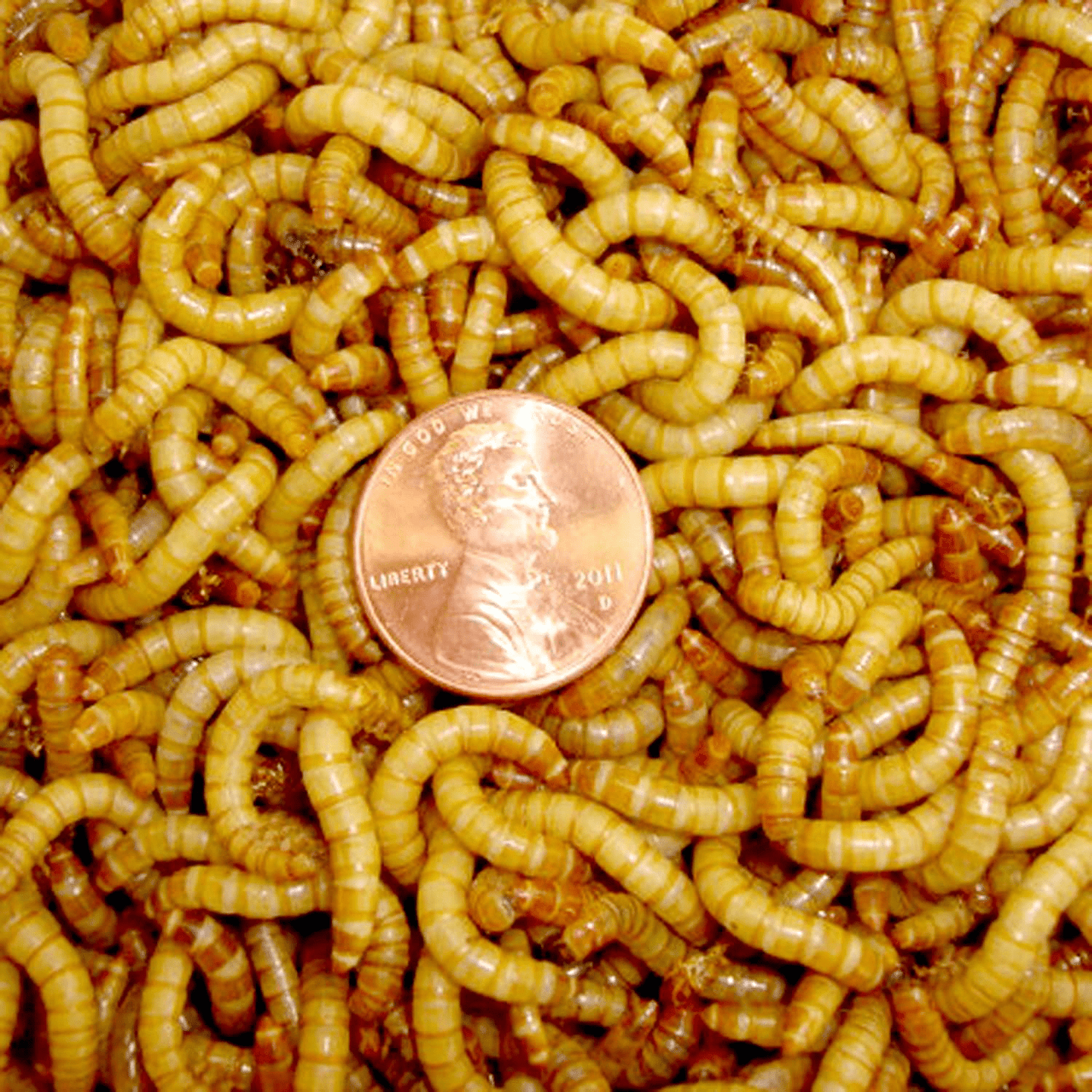500Ct Mealworms Live Reptile, Bird, Fish Food Animals & Pet Supplies > Pet Supplies > Reptile & Amphibian Supplies > Reptile & Amphibian Food BASSETT'S CRICKET RANCH