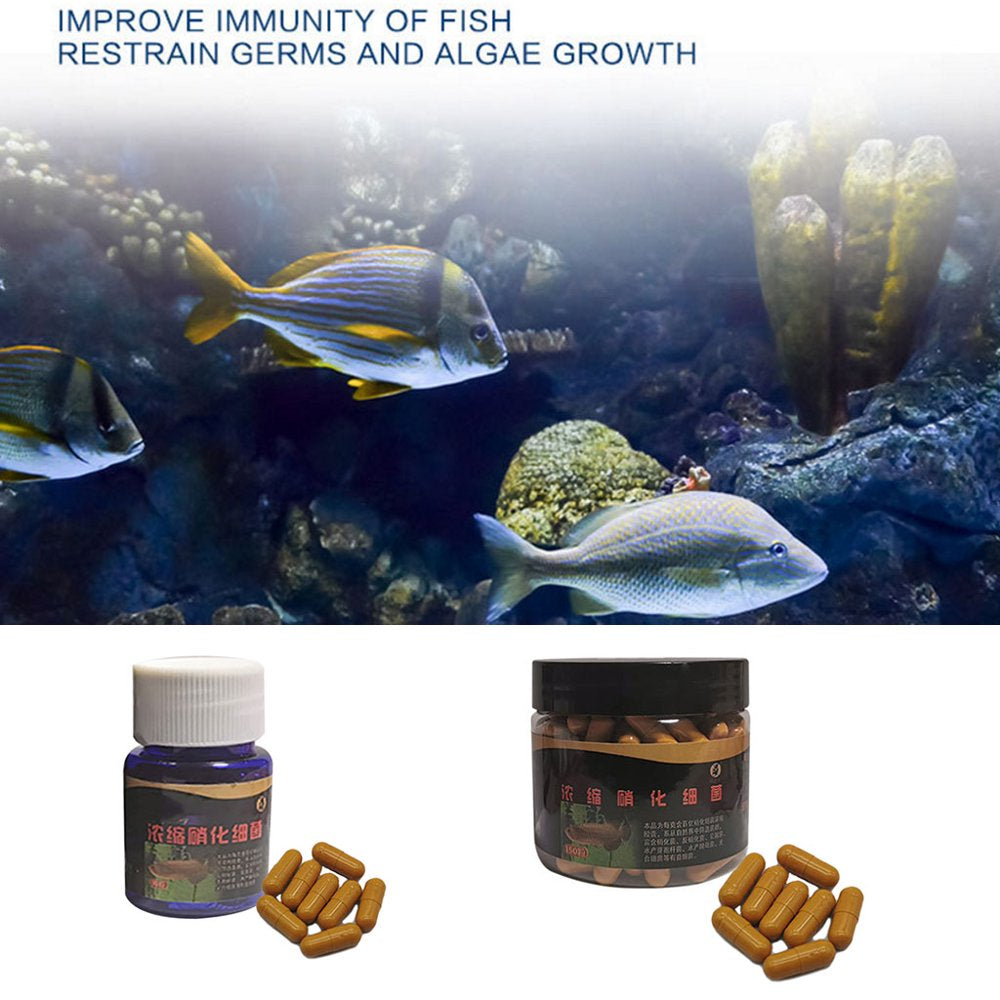Aquarium Nitrifying Bacteria Super Concentrated Capsule Fish Tank Pond Cleaning Water Purifier Supply Animals & Pet Supplies > Pet Supplies > Fish Supplies > Aquarium Cleaning Supplies Bydezcon