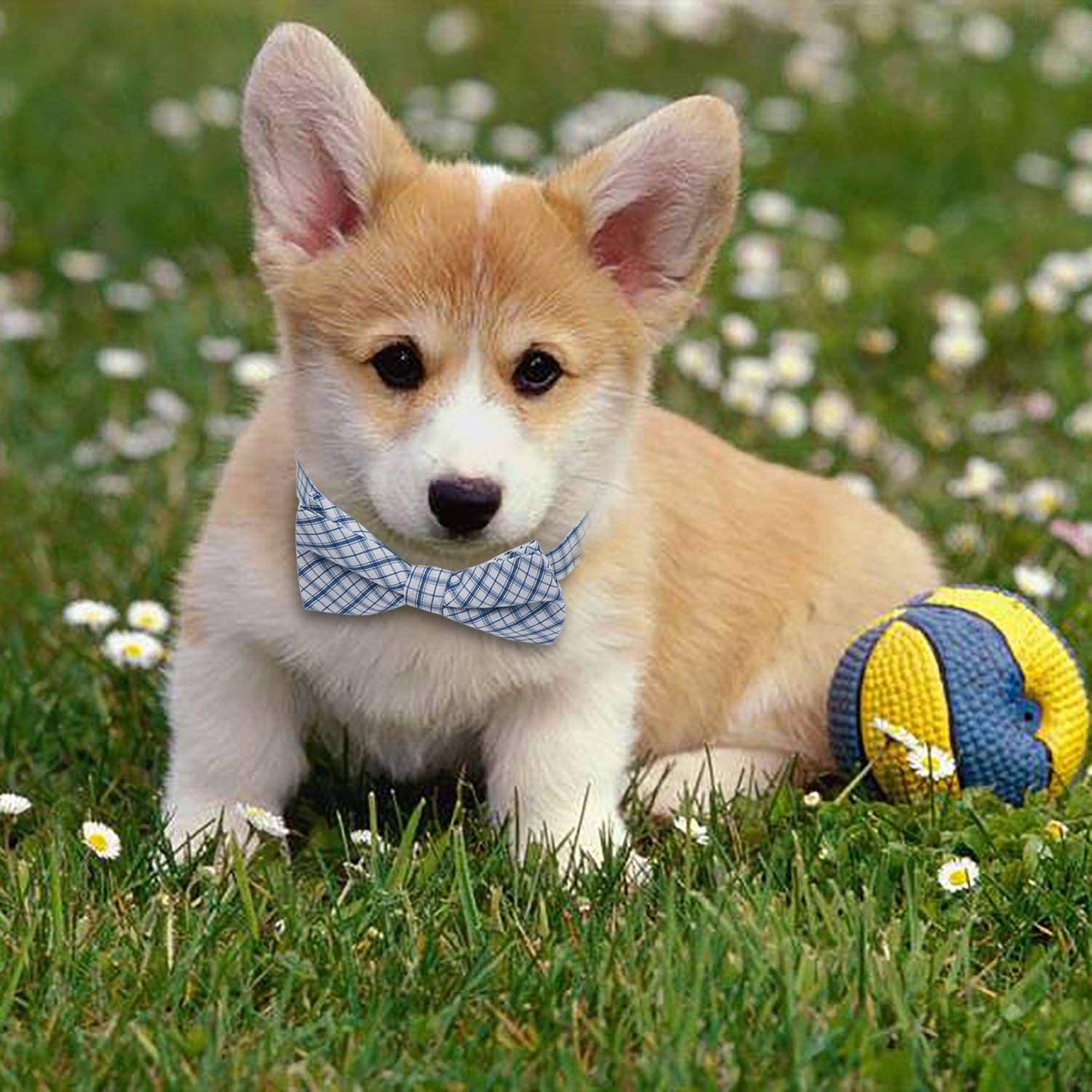 Bowties for Dogs, 30 PCS Segarty Dog Bow Ties with Adjustable Collar, Grooming Bows Ties, Bulk Puppy Bow Ties for Small Medium Girl Boy Dogs Cats Christmas Neck Tie Valentine Holiday Dog Ties Animals & Pet Supplies > Pet Supplies > Dog Supplies > Dog Apparel Segarty