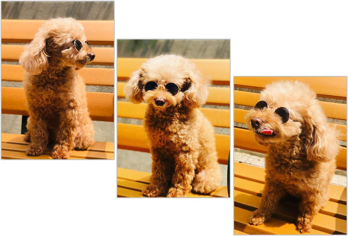 DS. DISTINCTIVE STYLE Retro round Sunglasses with Golden Plastic Chain for Pet Cats and Small Dogs Cool and Funny Spectacles Pets Photo Props for Taking Pictures Animals & Pet Supplies > Pet Supplies > Dog Supplies > Dog Apparel DS. DISTINCTIVE STYLE