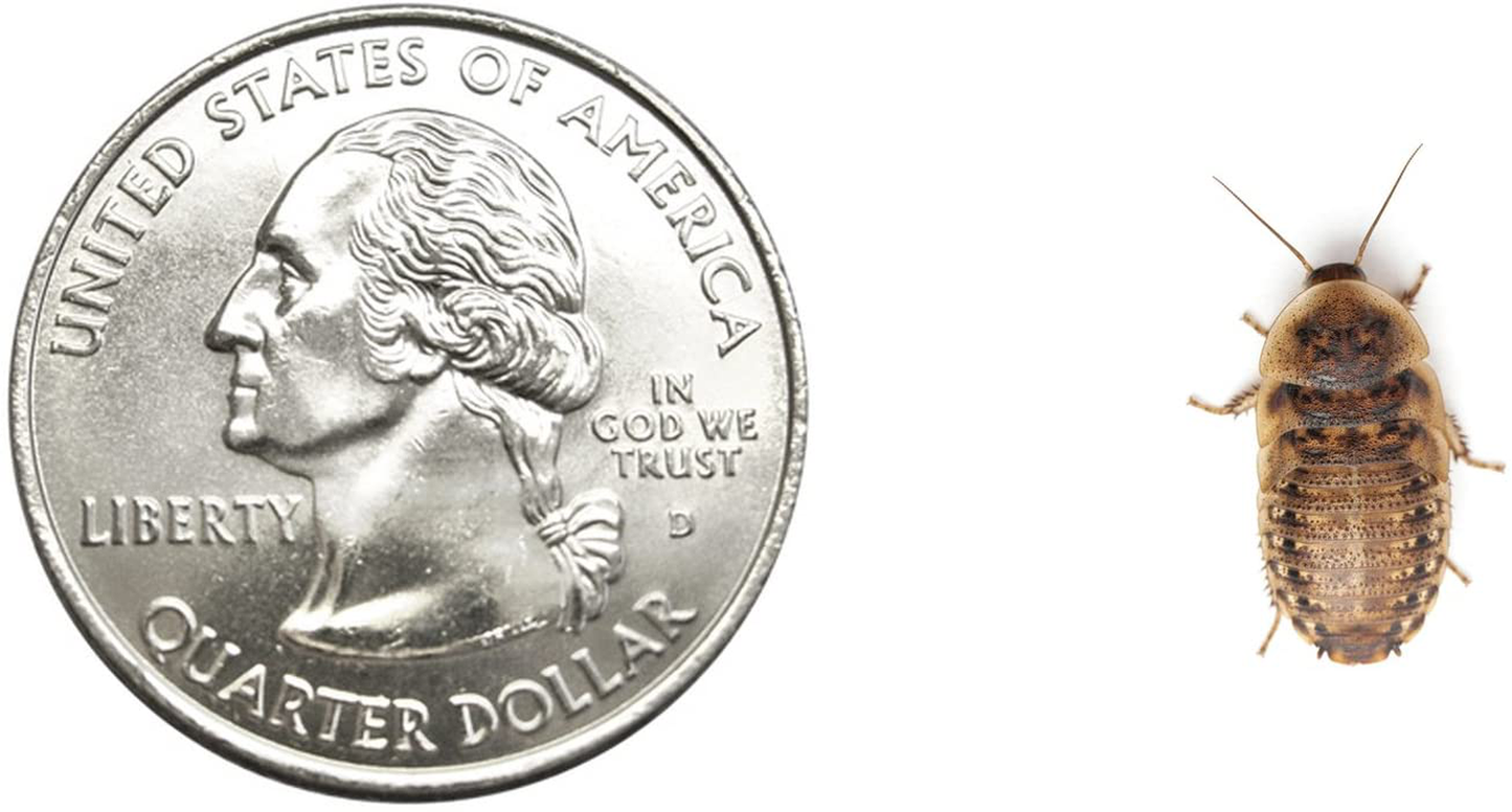 Live Dubia Roaches for Feeding Reptiles (500, Small 1/2) by Blaptica Dubia Animals & Pet Supplies > Pet Supplies > Reptile & Amphibian Supplies > Reptile & Amphibian Food Blaptica dubia