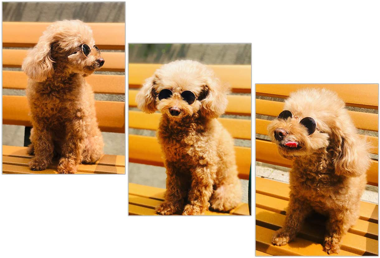 DS. DISTINCTIVE STYLE Retro round Sunglasses with Golden Plastic Chain for Pet Cats and Small Dogs Cool and Funny Spectacles Pets Photo Props for Taking Pictures Animals & Pet Supplies > Pet Supplies > Cat Supplies > Cat Apparel DS. DISTINCTIVE STYLE