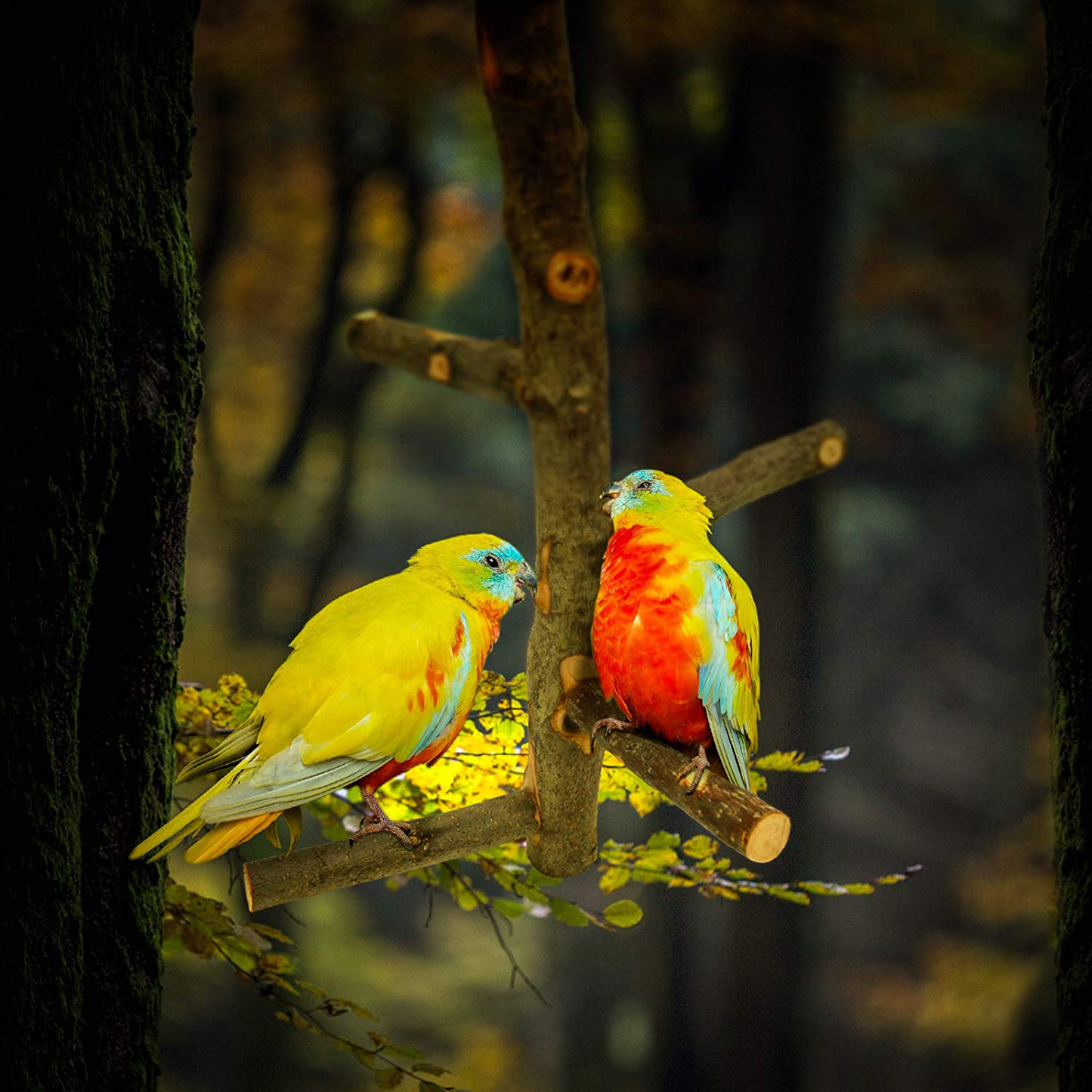 Suruikei Bird Perch Nature Apple Hard Wood Stand, Parrot Stand Toy Branch Platform Paw Grinding Stick for Small Parakeets Cockatiels Conures Parrots Love Birds Finches Cage Accessories Animals & Pet Supplies > Pet Supplies > Bird Supplies > Bird Cage Accessories suruikei