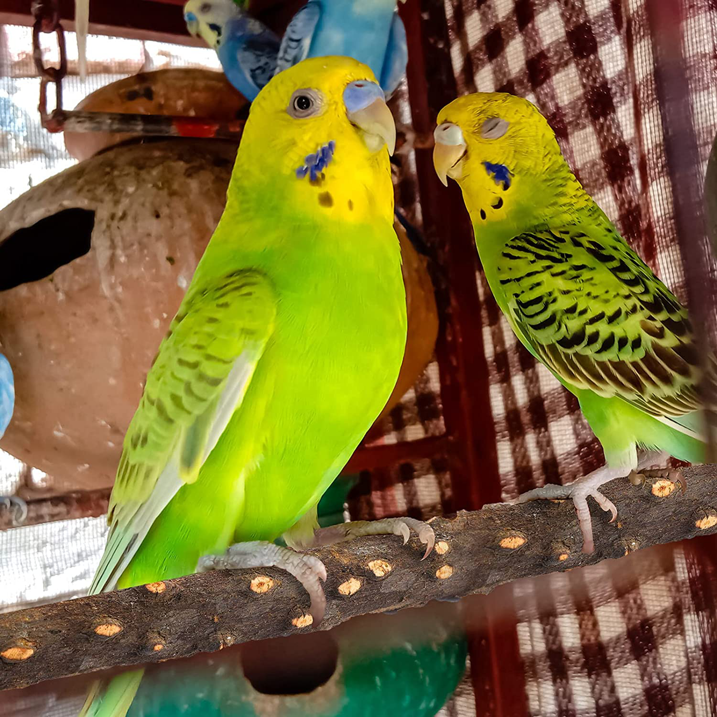 Aodaer 5 Pcs Wood Bird Perch Natural Wooden Parrot Perch Stand Platform Exercise Climbing Paw Grinding Toy Playground Accessories for Parakeet, Conure, Cockatiel, Budgie, Lovebirds Animals & Pet Supplies > Pet Supplies > Bird Supplies > Bird Cage Accessories Aodaer