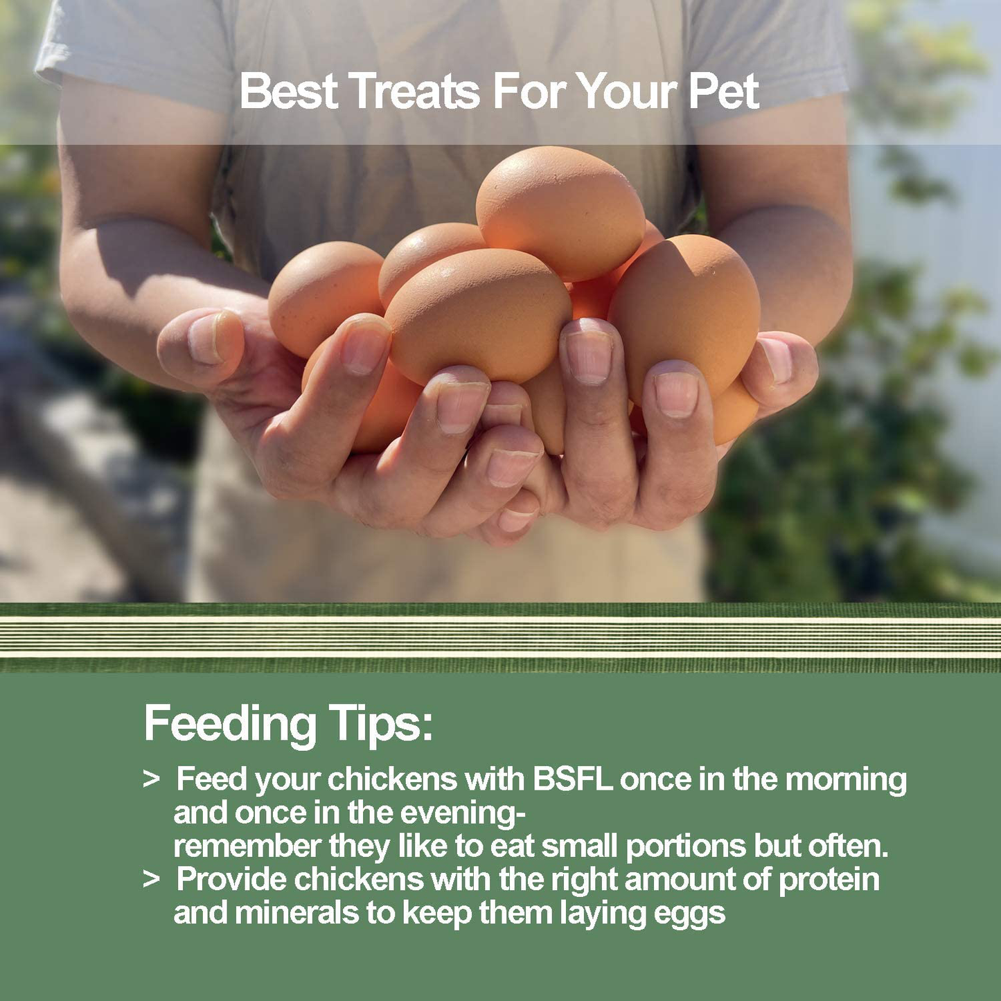 Dried Black Soldier Fly Larva-10 LBS-100% Natural Non-Gmo Extra Calcium & Protein Compare with Dried Mealworms, Chicken Treats, Bearded Dragon Food, Wild Birds, Hedgehog, Turtles, Reptile Food Animals & Pet Supplies > Pet Supplies > Bird Supplies > Bird Treats Liwii