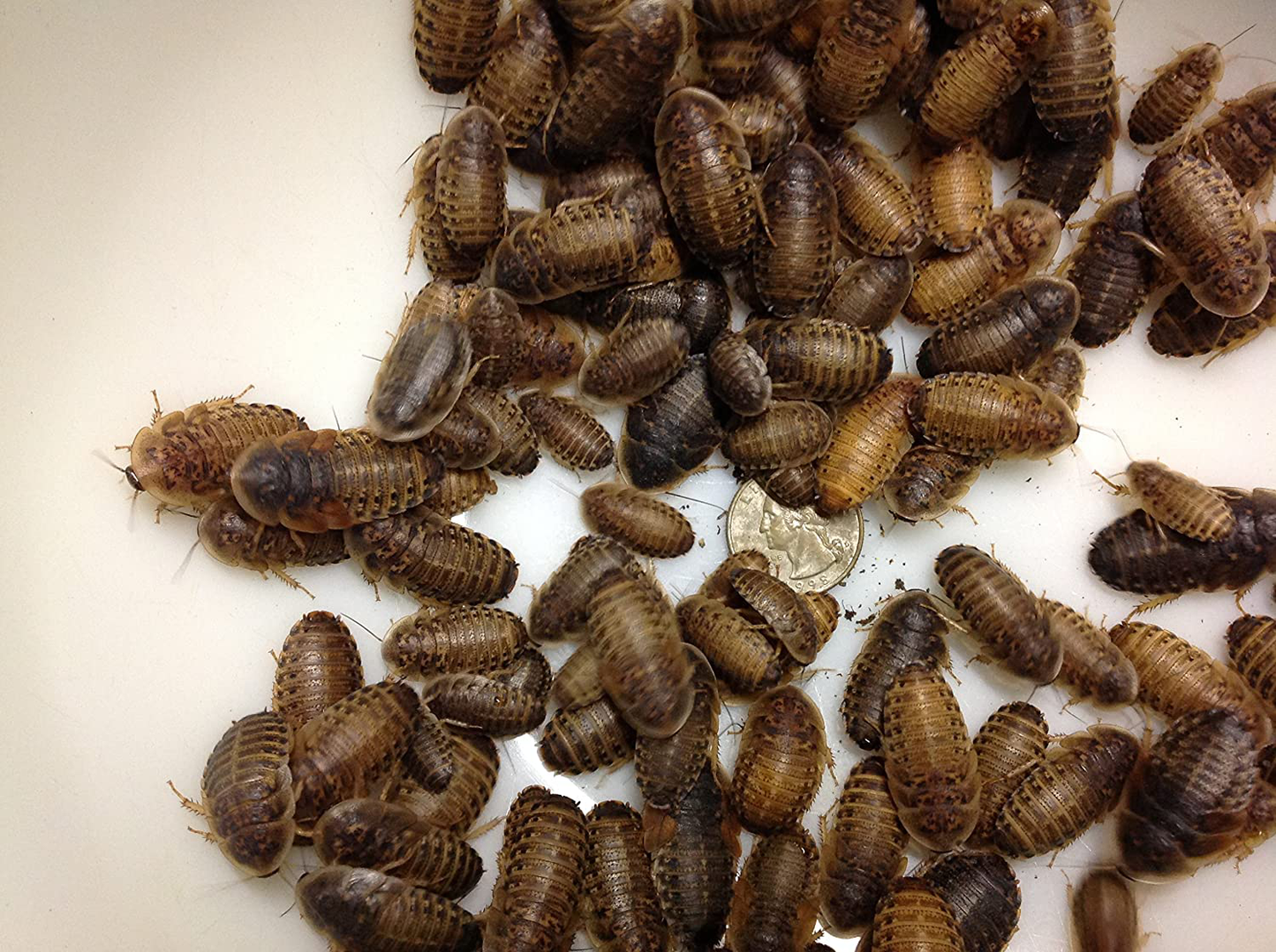 Dubia Roaches 100 Large Animals & Pet Supplies > Pet Supplies > Reptile & Amphibian Supplies > Reptile & Amphibian Food DubiaRoaches.com