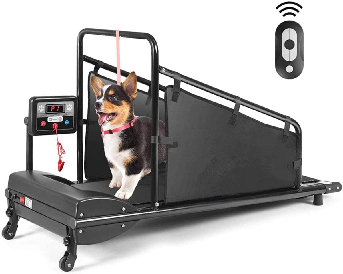 Dog sales running equipment