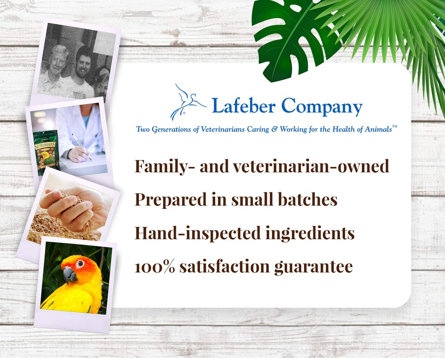 Lafeber Tropical Fruit Nutri-Berries Conure Food, Made with Non-Gmo and Human-Grade Ingredients, for Conures, 10 Oz Animals & Pet Supplies > Pet Supplies > Bird Supplies > Bird Treats LAFEBER'S