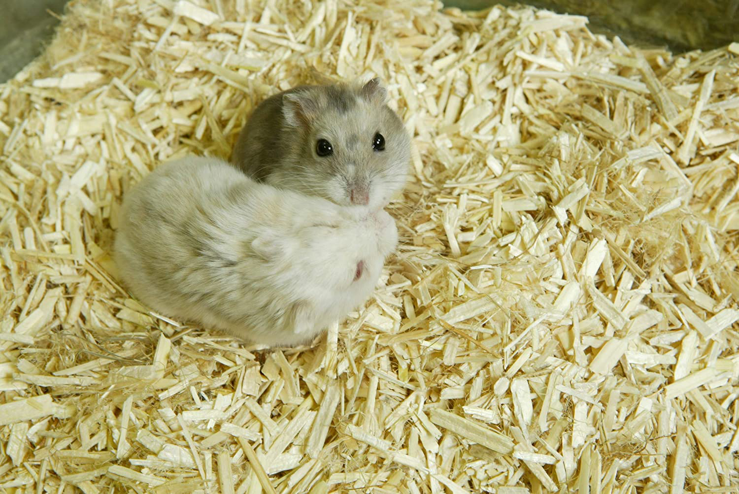 Aubiose High Grade Hemp Bedding | Extra Large Bulk Bag (44 Lbs) | Maximum Absorbency, Minimal Dust Litter for Small Pets & Chicken Coop Supplies | Great for Hamster, Guinea Pig, Bunny Rabbit, Reptile Animals & Pet Supplies > Pet Supplies > Small Animal Supplies > Small Animal Bedding Aubiose