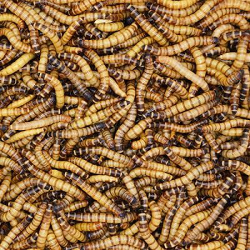 BASSETT'S CRICKET RANCH 50Ct Live Large Superworms Animals & Pet Supplies > Pet Supplies > Reptile & Amphibian Supplies > Reptile & Amphibian Food BASSETT'S CRICKET RANCH