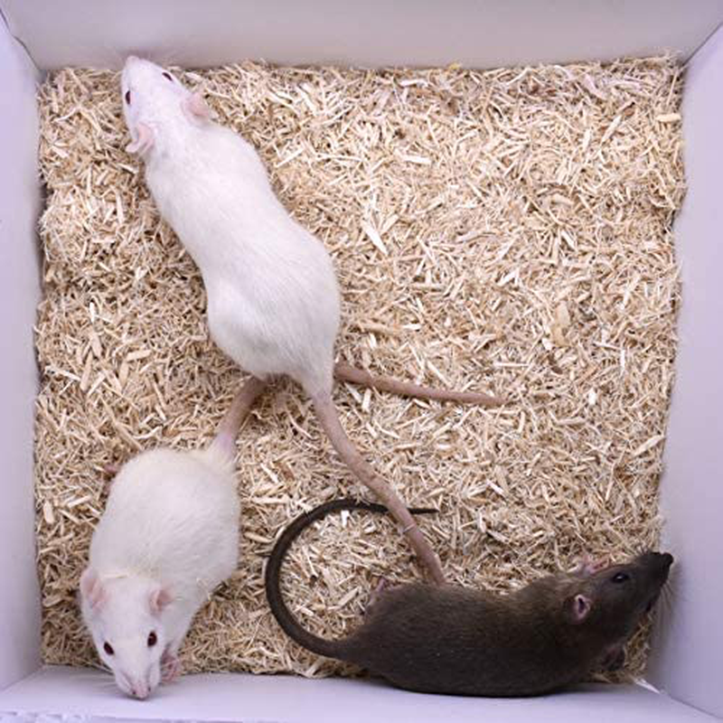 Micedirect 20 Medium Rats: Pack of Frozen Medium Feeder Rats - Food for Corn Snakes, Ball Pythons, Lizards and Other Pet Reptiles - Freshest Snake Feed Supplies Animals & Pet Supplies > Pet Supplies > Reptile & Amphibian Supplies > Reptile & Amphibian Food MiceDirect