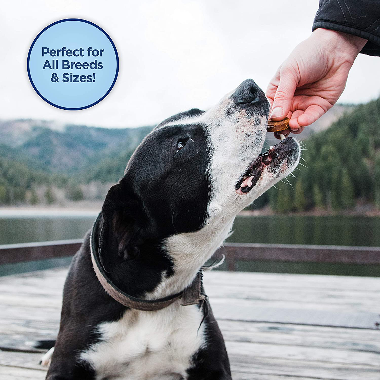 Natural Balance Limited Ingredient Diets Jumpin' Stix Adult Grain-Free Dog Treats | Protein Options Include Venison, Chicken or Duck Animals & Pet Supplies > Pet Supplies > Dog Supplies > Dog Treats Natural Balance