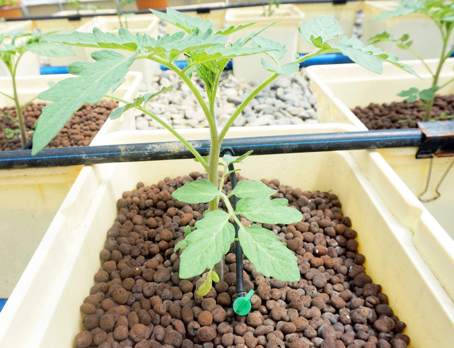 Onetour Hydroclay Premium Hydroponics Clay Pellets Substrate 10 Litres Animals & Pet Supplies > Pet Supplies > Reptile & Amphibian Supplies > Reptile & Amphibian Substrates Onetour