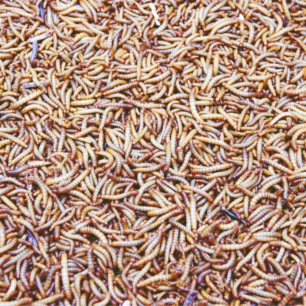 Dbdpet Premium Live Mealworms - 250 Count - Guaranteed Live Arrival - Food for Geckos, Birds, Small Animals, Lizards, Chickens, Fish and More! Animals & Pet Supplies > Pet Supplies > Reptile & Amphibian Supplies > Reptile & Amphibian Food DBDPet