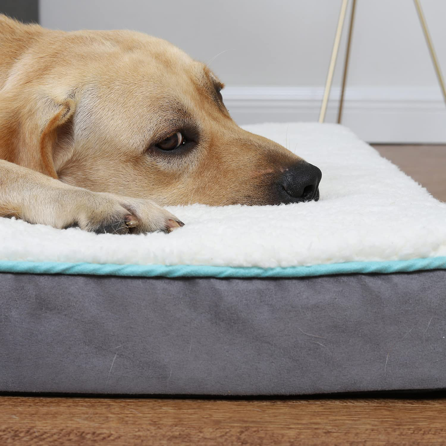 EDUJIN Egg Crate Foam Dog Bed - Orthopedic Rectangle Pet Bed with Removable Washable Cover - Soft anti Slip Pad Mat Animals & Pet Supplies > Pet Supplies > Dog Supplies > Dog Beds EDUJIN