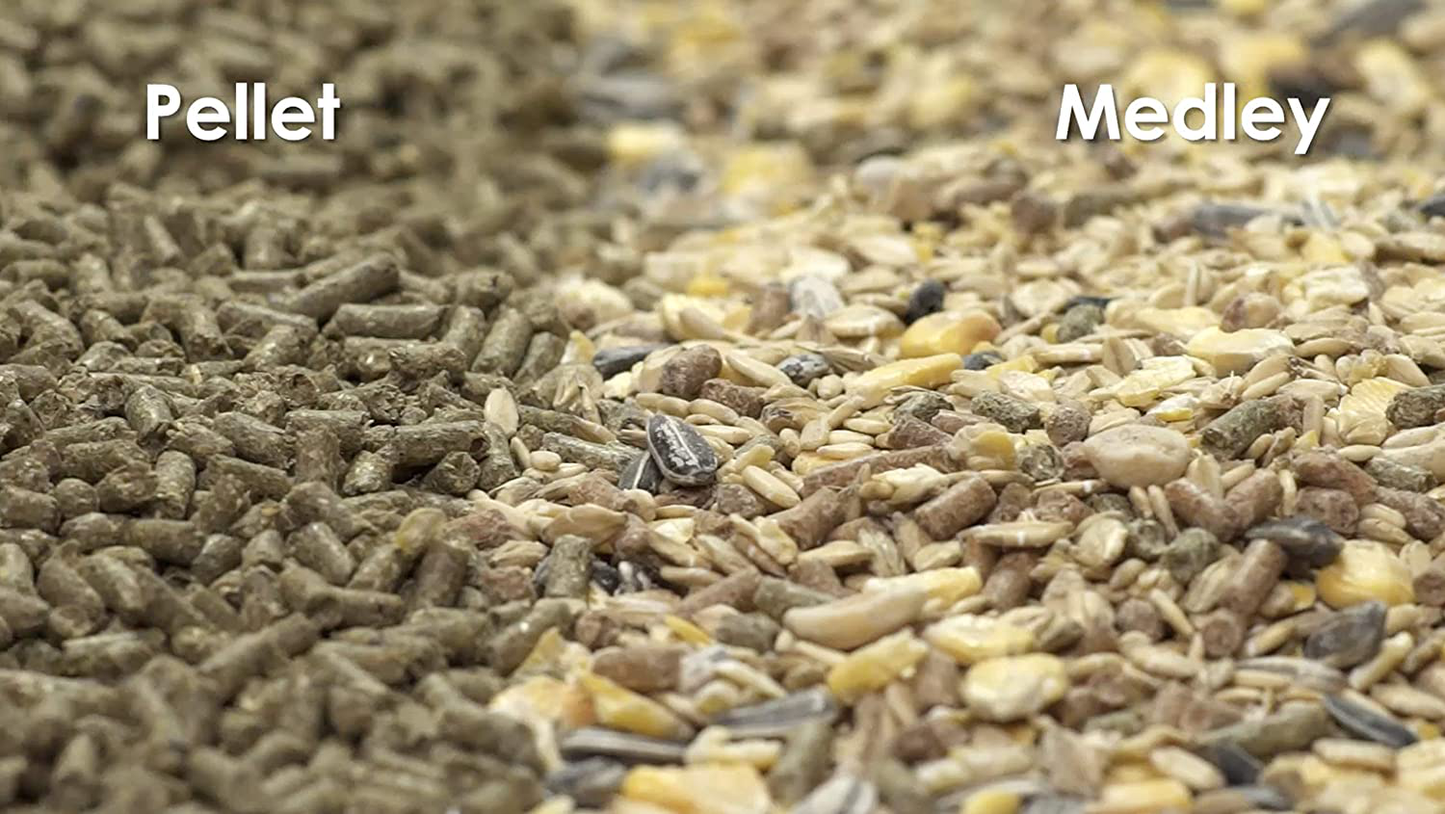 Kaytee Kaytee Timothy Complete Rabbit 2 in 1 Digestive Support 10 Pounds Animals & Pet Supplies > Pet Supplies > Small Animal Supplies > Small Animal Food Kaytee